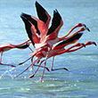 Bonaire