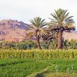 Tlemcen